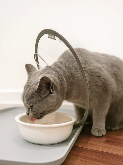 Soft Recovery Collar for Cats