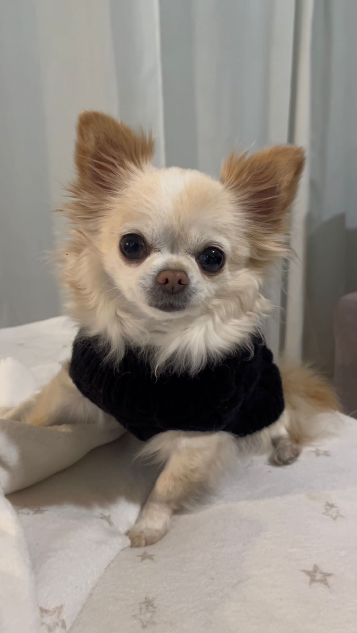 Warm Sweater for Hairless Cats & Small Dogs - Image 2