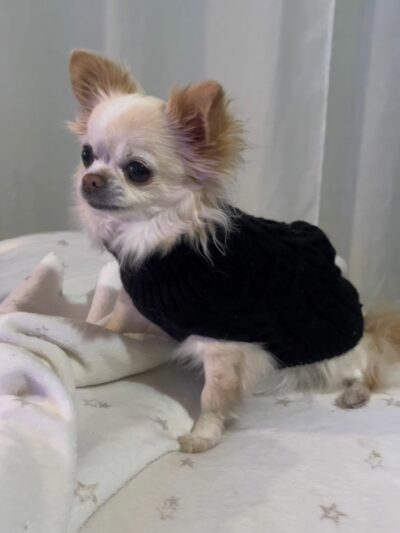 Warm Sweater for Hairless Cats & Small Dogs