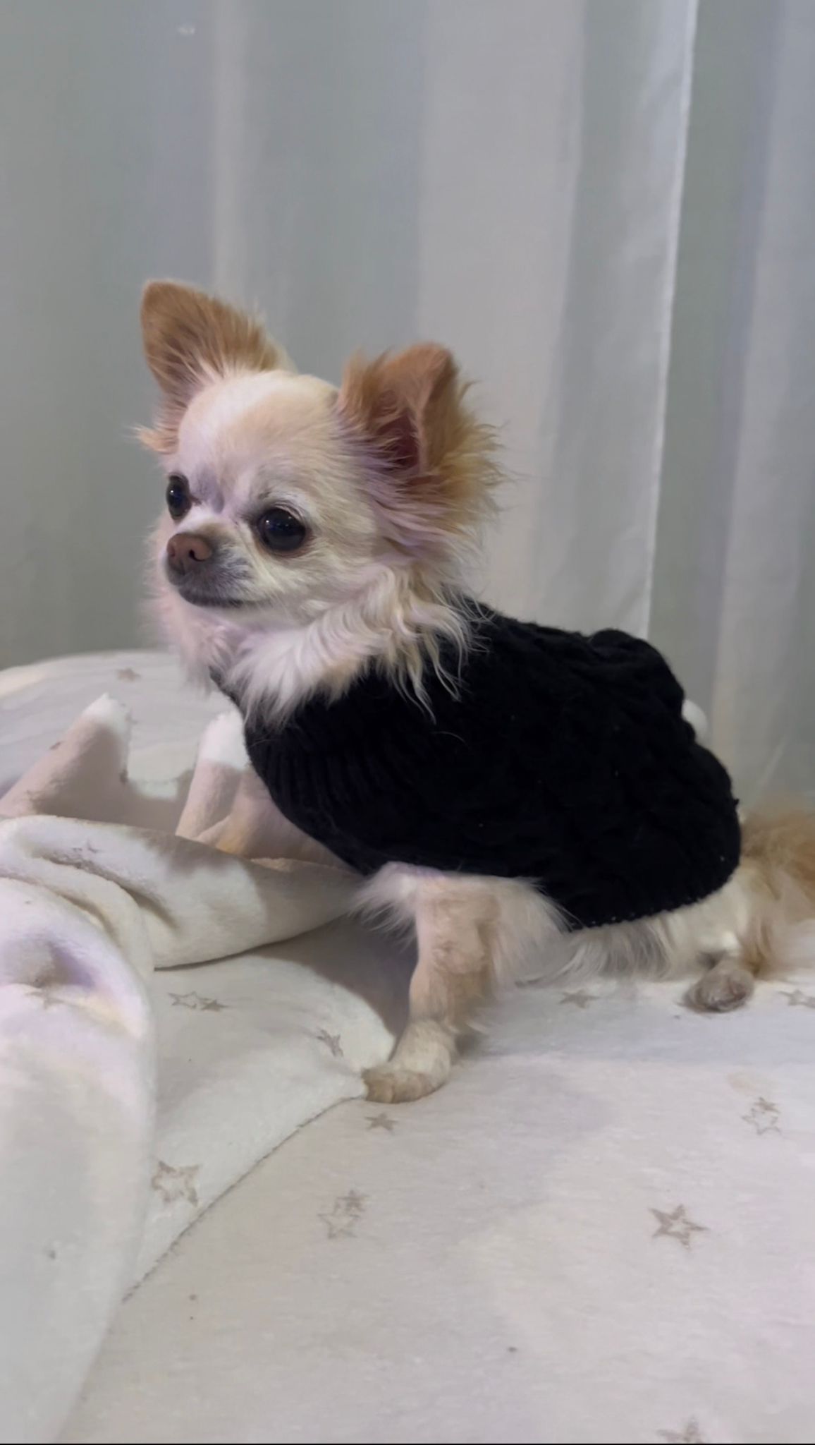 Warm Sweater for Hairless Cats & Small Dogs